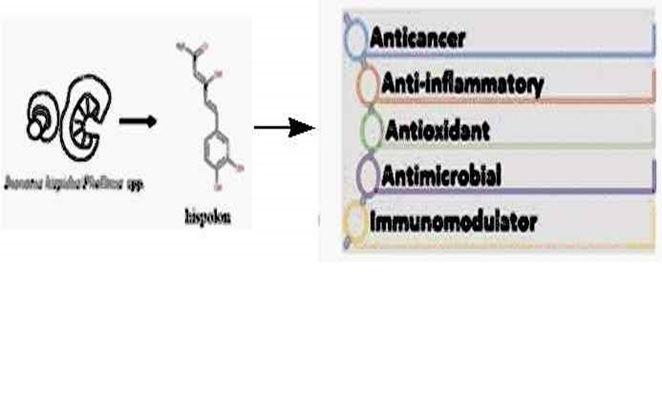 Natural products are a great source for the discovery of new chemotherapeutic agents. Phenolic compounds are significant natural products, mostly from the source of microorganisms and plants. Among fungi, mushrooms are not only the source of nutrients but also many bioactive components. In this paper, the authors made a comprehensive review of the biological activities of hispolon. The biological activities like anticancer, antioxidant, anti-inflammatory, and antimicrobial are possessed by hispolon. Along with anti-tuberculosis properties, hispolon exhibited effectiveness in the treatment of metabolic disorders and functional as immunomodulators.