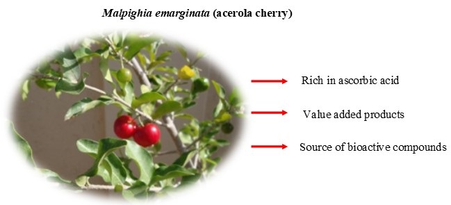 Acerola Cherry
